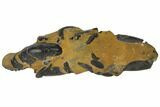 Fossil Mud Lobster (Thalassina) - Australia #109298-2